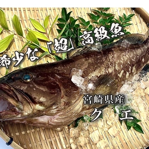 【本日限定！】送料無料！漁獲量の少ない超高級魚「クエ」（5.9kg）