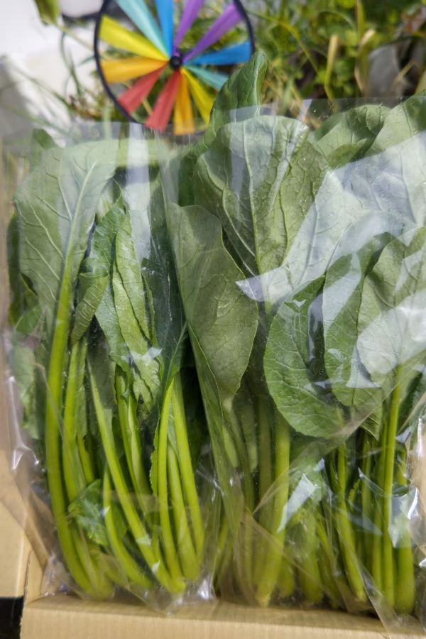 BIGサイズ！露地でのびのび育った美味しい小松菜！
