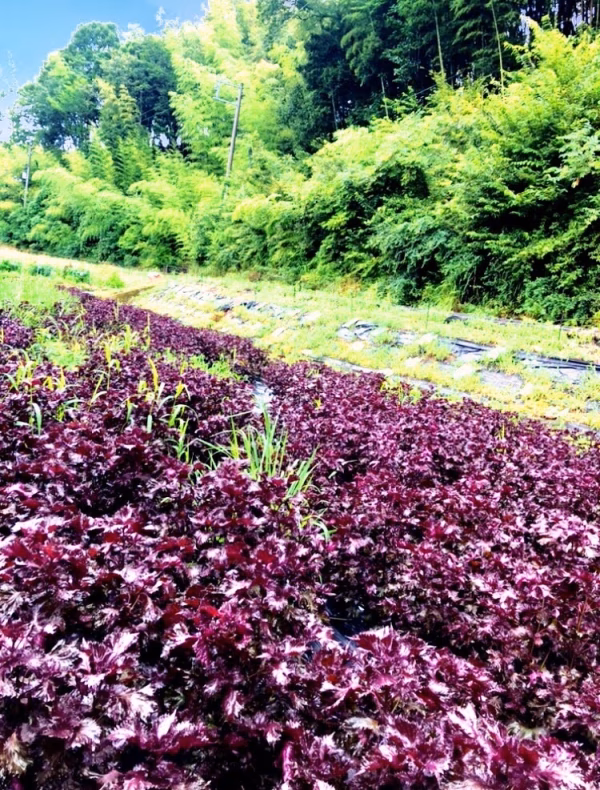 1kg【定期予約販売6月発送】農薬不使用の赤紫蘇！自然栽培！無肥料！