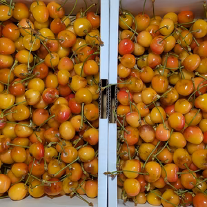 さくらんぼナポレオン加工原料