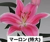 (常温便)ｱｳﾄﾚｯﾄ<One Lily>5個※ｷｽﾞ有り[白黄ｺﾝﾊﾟｸﾄ箱]