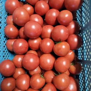 訳あり　飛騨高山オーガニックトマト