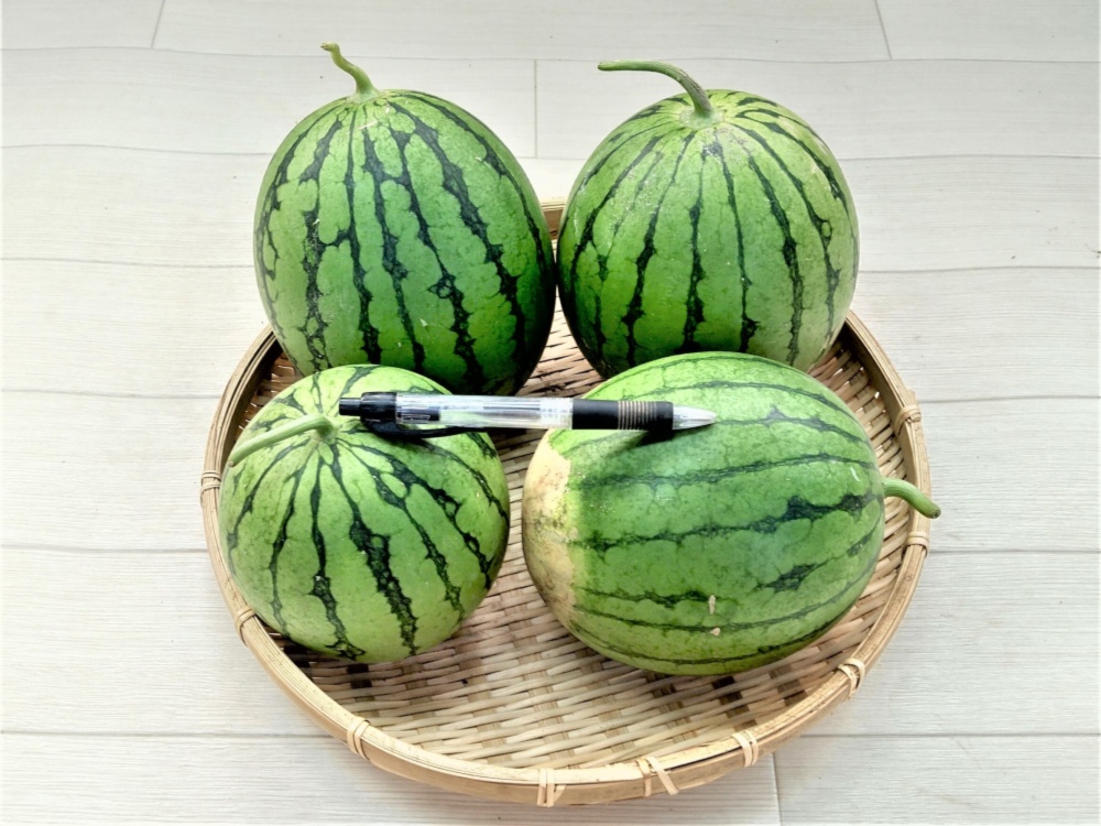 小玉西瓜（枕西瓜共）栽培期間中農薬不使用 f_jpg