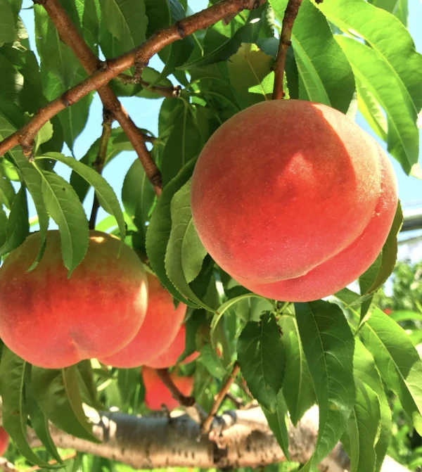 南アルプスの大地と清流が育んだ山梨の桃（自宅用・3キロ箱）