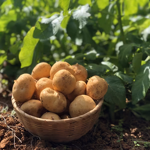 ちび新じゃがいも【沖永良部島産】ニシユタカ