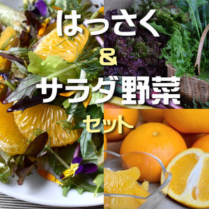 多品目栽培農園の採れたて・絶品!はっさくサラダセット