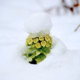 斉藤貴彦 | 自然農園　彩苳（さいとう）