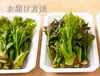 【西根の森 タラの芽 もちタラ】 （宮城産 シーズン物 原木収穫）