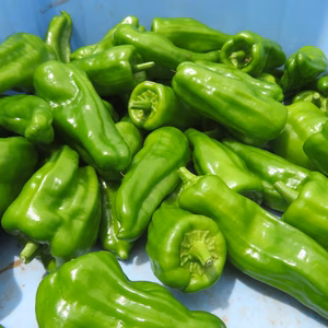 地球に優しい農薬不使用・不耕起栽培の風味豊かなピーマンです。【露地栽培】