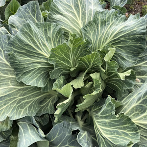 【数量限定】スーパーフード！農薬不使用青汁ケール500g