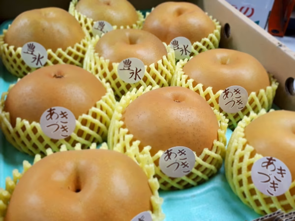 B-HA5【自家用・大玉】 豊水&あきづき 5キロ(8~10玉)