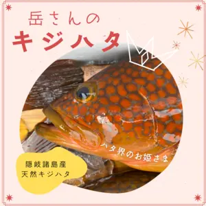 【旨みたっぷり‼️】魚突き漁師岳さんのキジハタ　隠岐諸島産　天然キジハタ