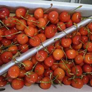 さくらんぼ紅秀峰小サイズ