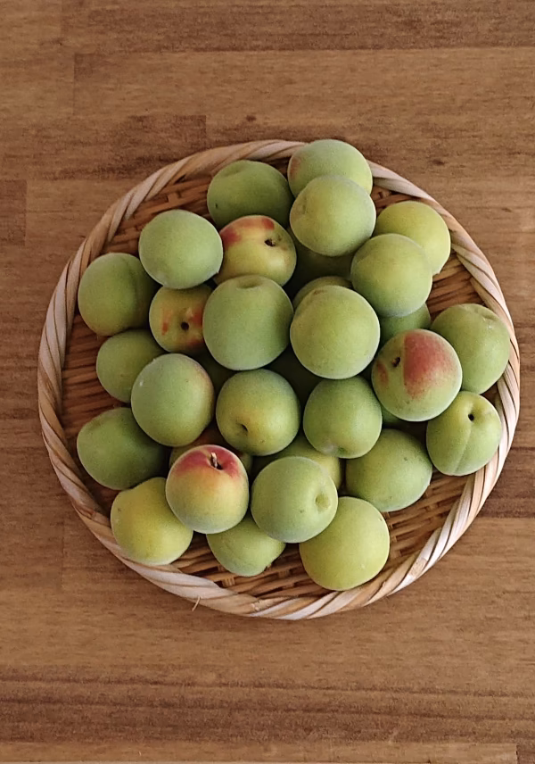 南高梅(青梅) 6月上旬頃より収穫予定！追記あります。