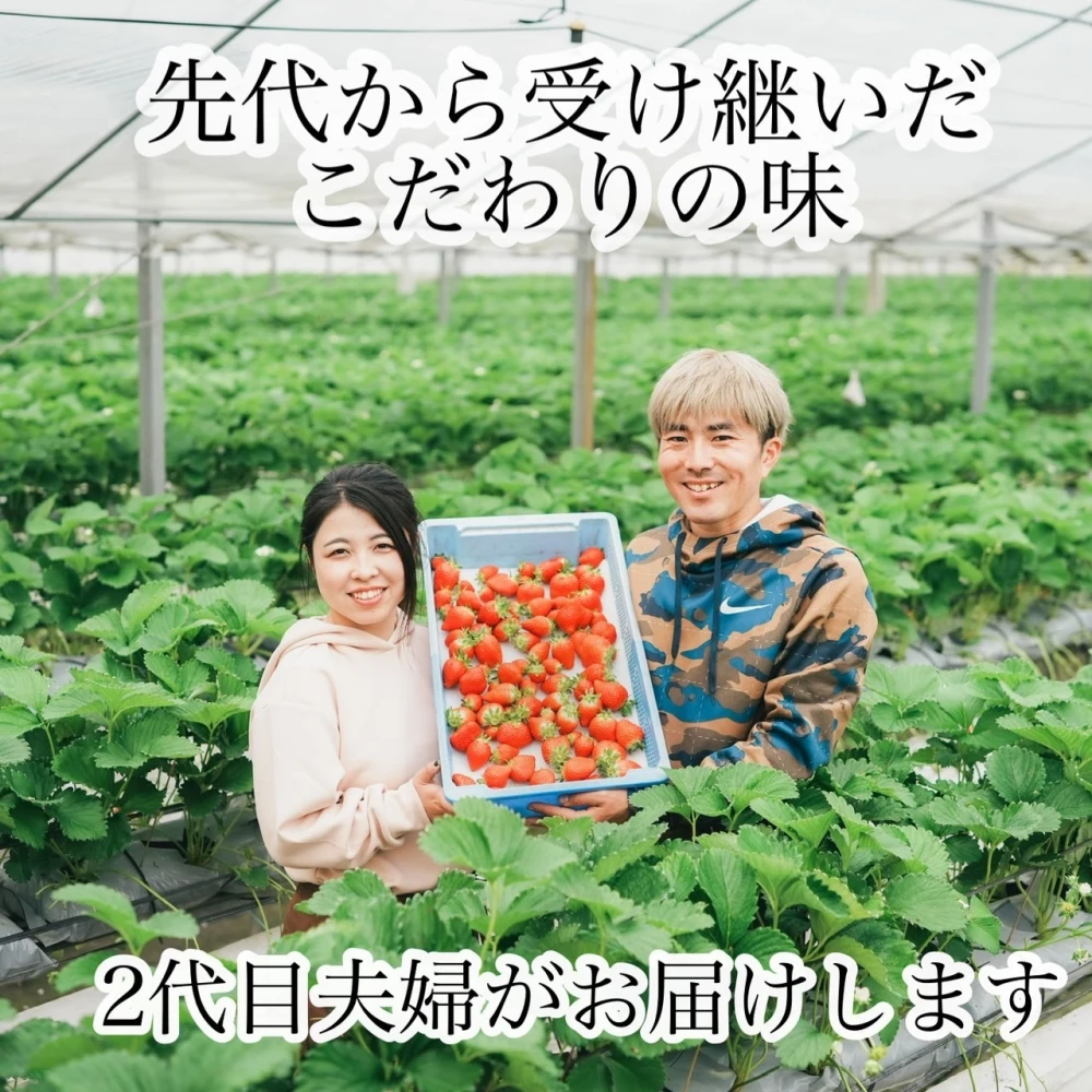 初物新鮮朝採りいちご