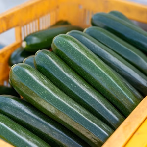 ワケあり！ズッキーニ！サイズ色々！重量2kg、5kg