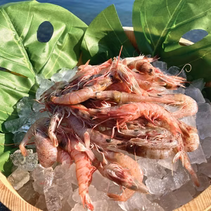 鮮度抜群 地エビ大 300ｇ