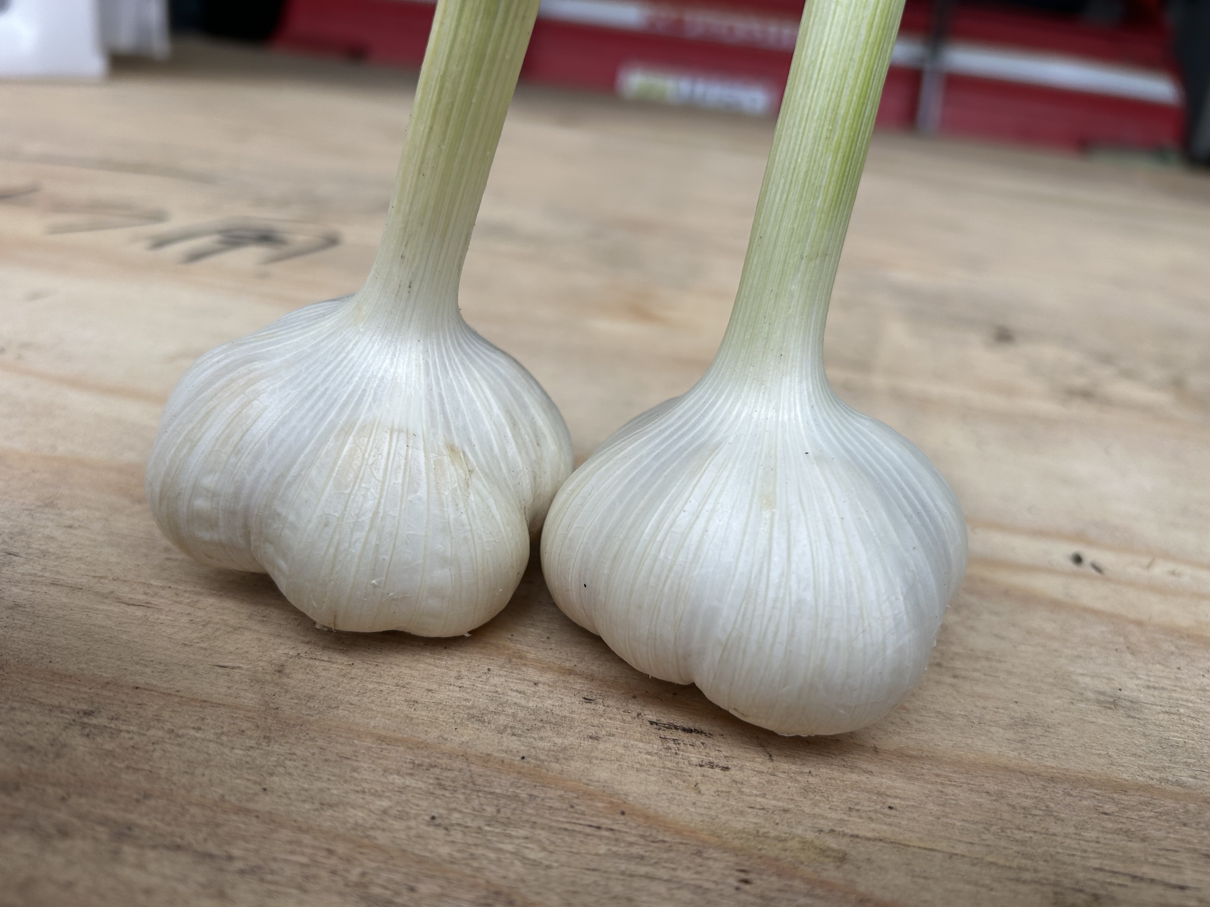 にんにくの通販・お取り寄せ商品｜野菜｜ポケットマルシェ｜産地直送で