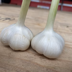     上州 白宝にんにく