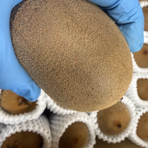 りんご園主が作る【美味しい優しいキウイ】約2キロ