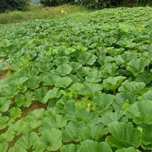 石垣島蜜蜂農園の栗カボチャ、サラダかぼちゃ
