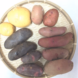 新じゃがいも6種類『食べ比べセット』茨城県産