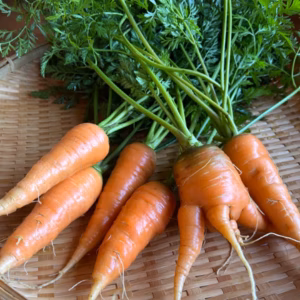 奥出雲産自然栽培葉付きにんじん