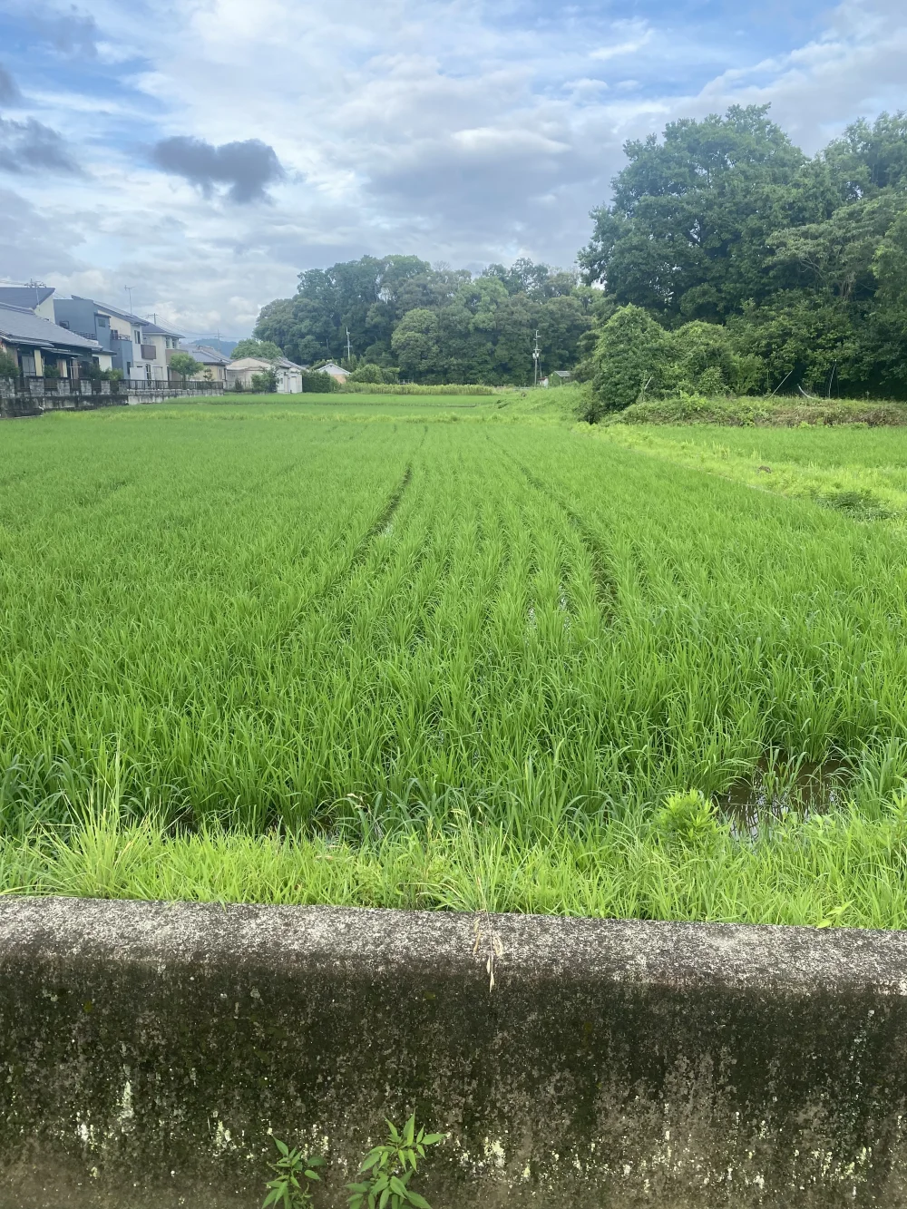令和4年産　新米　にこまる(玄米)
