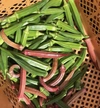 常温便【11月のお試しBOX】渥美半島から旬と彩りの野菜セット