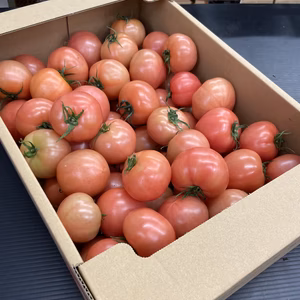 【食べやすい小ぶりちゃん！】ちいさい大玉トマト2キロ・6キロ