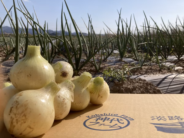 淡路島の小さな新玉ねぎ
