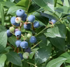 東京農工大学名誉教授「横山正ブランド」のブルーベリー新鮮果実：オオゼキブルー
