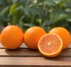 今が旬＊皮まで安心ブラッドオレンジ・タロッコ