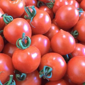 思わず笑顔になる水素ミディトマト【2.5キロ】