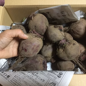 八ヶ岳高原のビーツ小玉100g前後（農薬・化学肥料不使用）