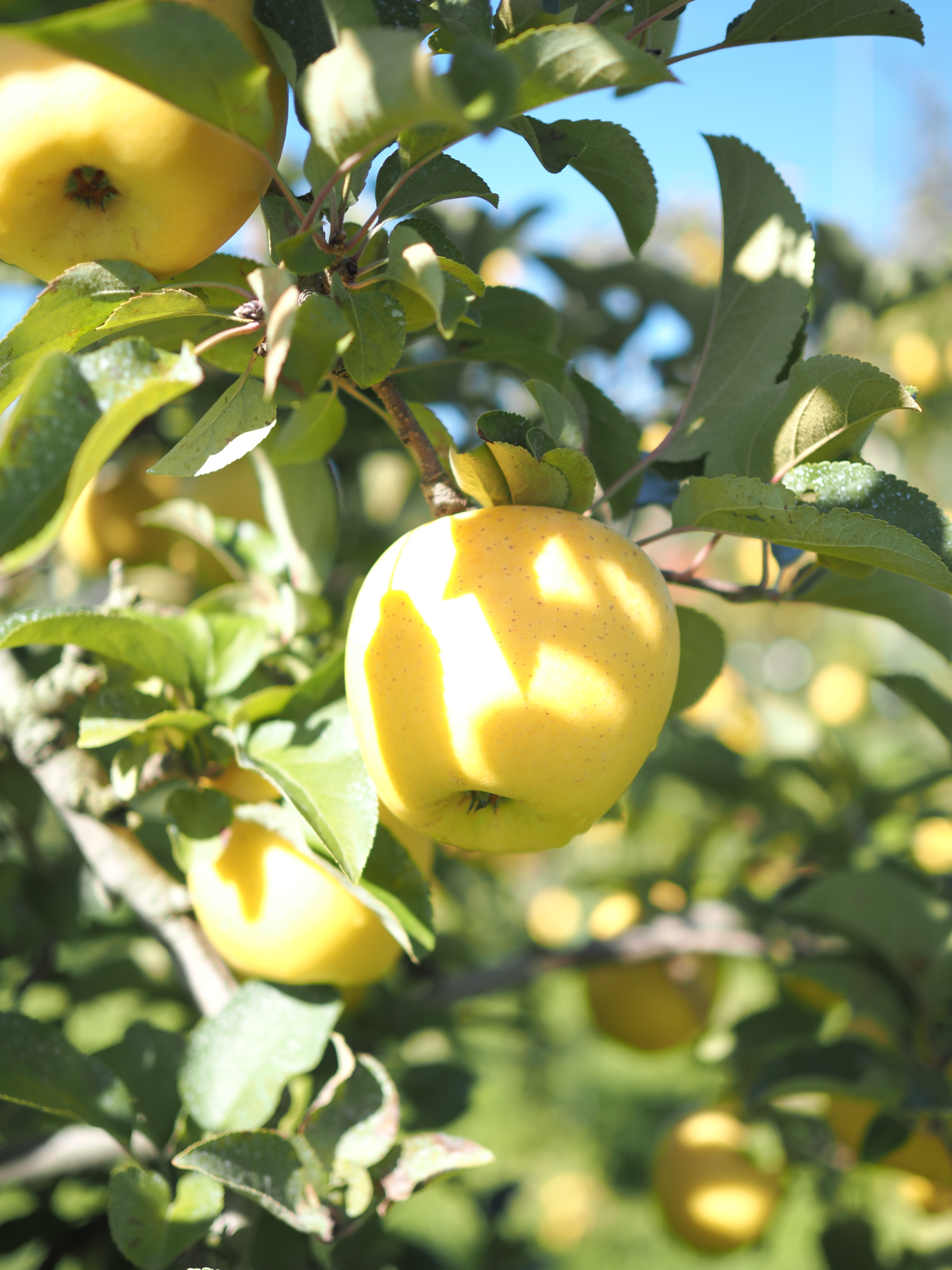 [シナノゴールド]長野県の黄色い王様/ネオニコ系農薬不使用/特別栽培 3Kg箱