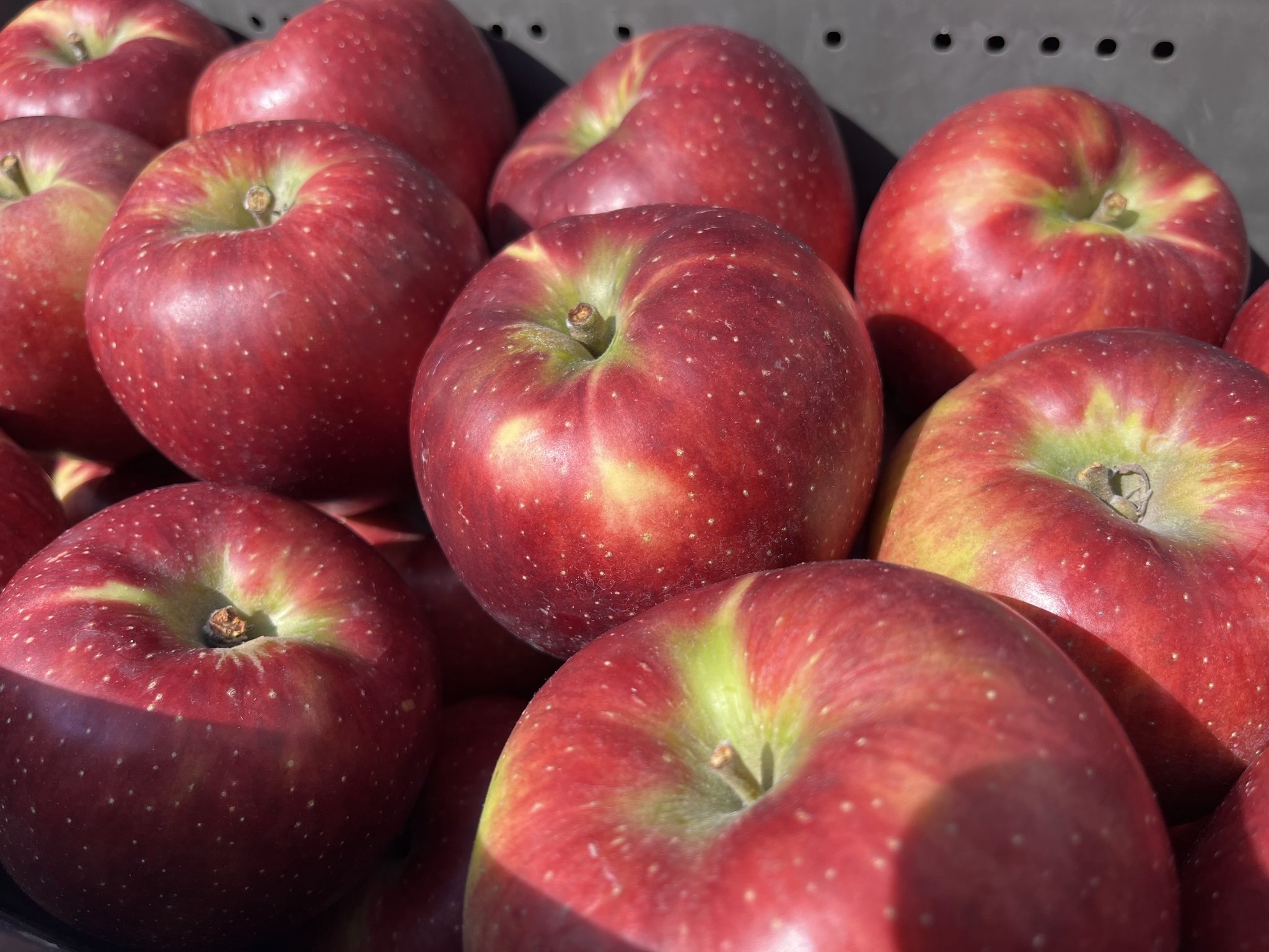 予約商品》9月下旬～ 綺麗な秋映5キロ箱 12～18玉 長野県産｜りんごの  