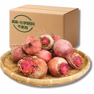 『高糖度ビーツ 3kg』 千葉県南房総市産 ★発送当日に収穫!