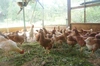 【他品購入とセット】国産飼料100％でそだった親鳥のソーセージ（無添加）