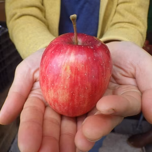 手のひらサイズのかわいいりんご、スリムレッド　家庭用　特別栽培
