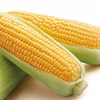 『トウモロコシ スイートコーン（ゴールドラッシュ） 10本』朝どれ南房総産♪