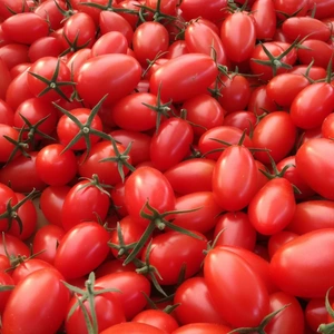 トマテ・コロラードのフルーツトマトとミニトマトのセット