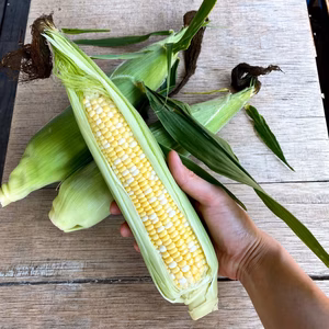 北海道上富良野産◆朝採り！トウモロコシ◆新鮮！シャキッ甘くて美味しい