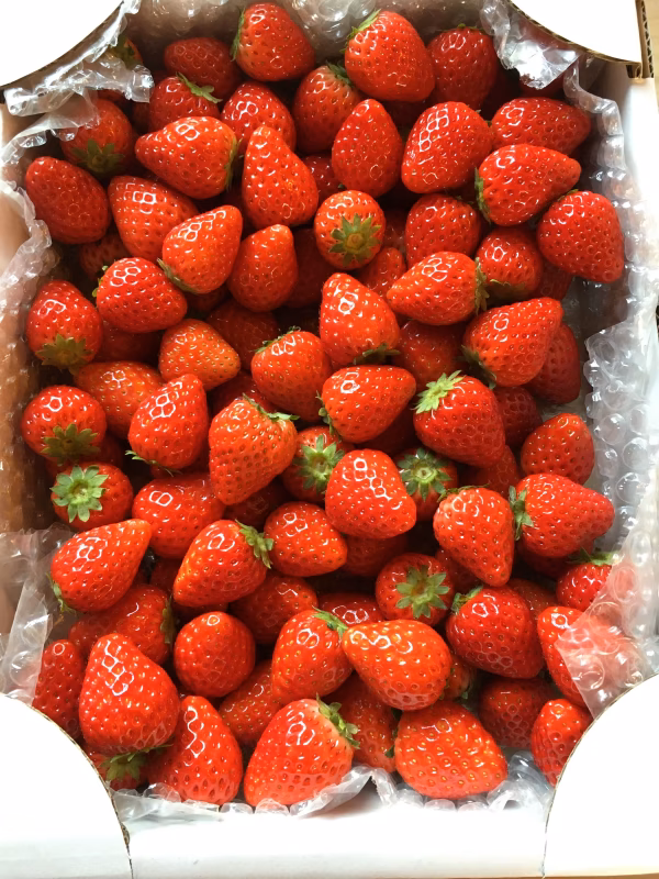 新品種とちあいか　小粒いちご 2キロ入り          