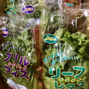 期間限定！洗わずそのまま食べてほしい絶品レタスセット