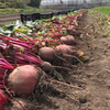 【奇跡の野菜】農薬化学肥料動物性堆肥不使用 ビーツ タブレット