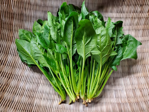 特売！　有機ほうれん草