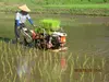 昭和のリバイバル玄米１０Ｋ　　おだ掛け、肥料農薬不使用、自家種
