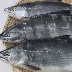 北海道産　サクラマス