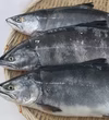 北海道産　サクラマス